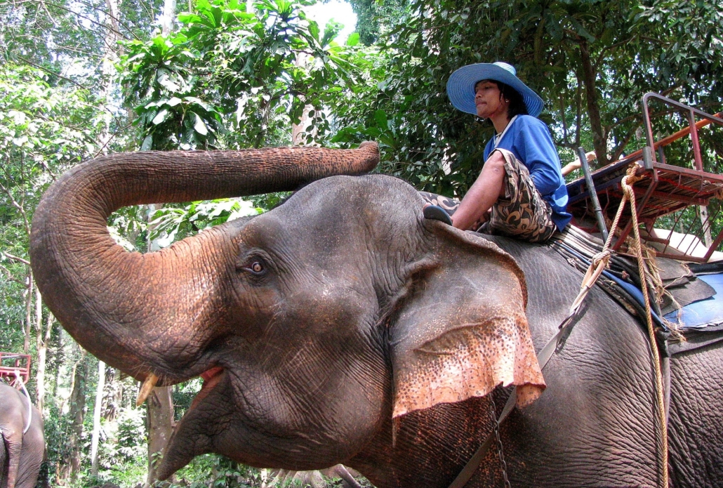 Mahout reitet auf einem Elefanten Mahout reitet auf einem Elefanten