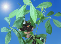 Avocado im Sommer nach draußen